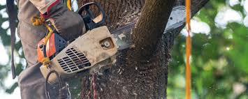 Best Hazardous Tree Removal  in Wakarusa, IN